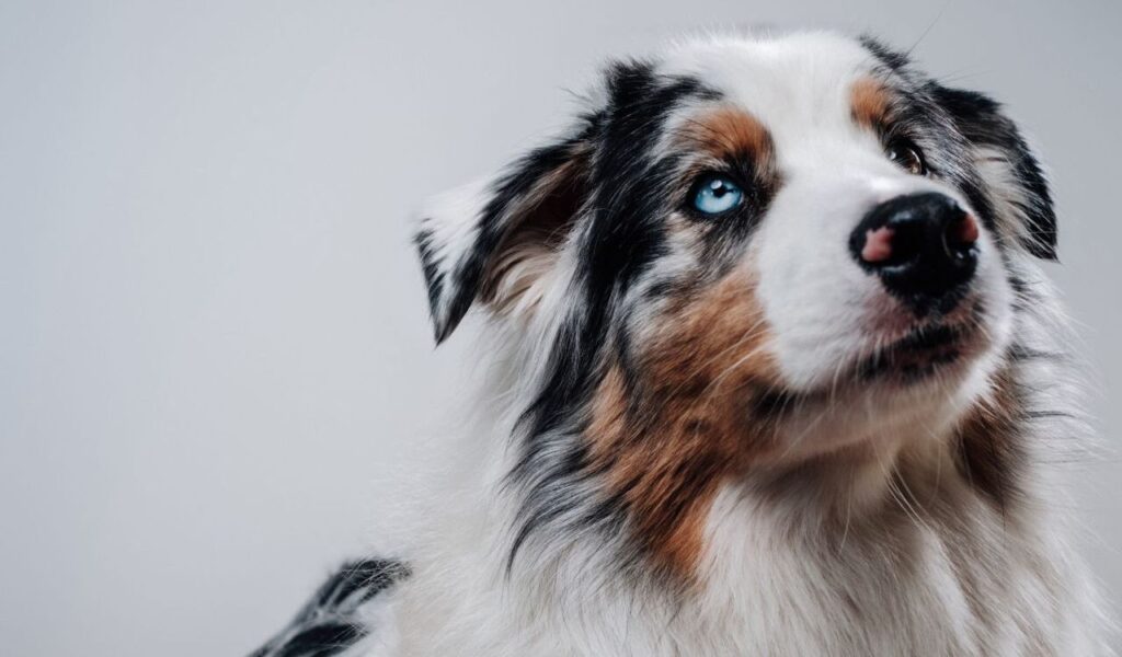 Australian Shepherd with one blue eye.