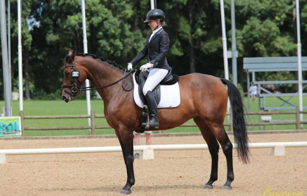 A Hanoverian horse with a rider in dressage attire standing in an arena.