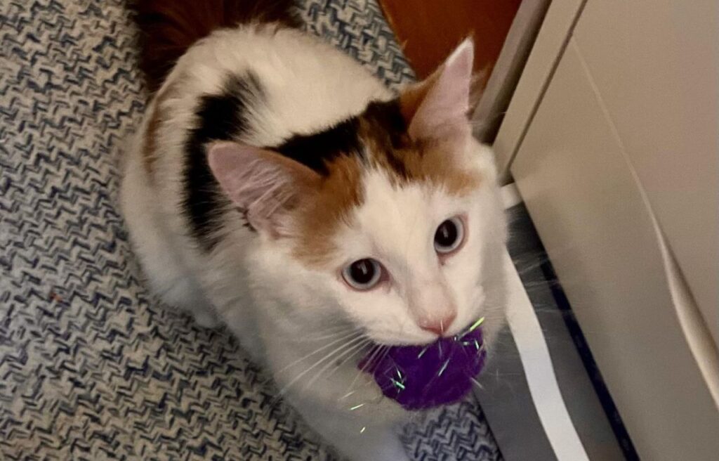 A Turkish Van cat with white fur and orange patches
