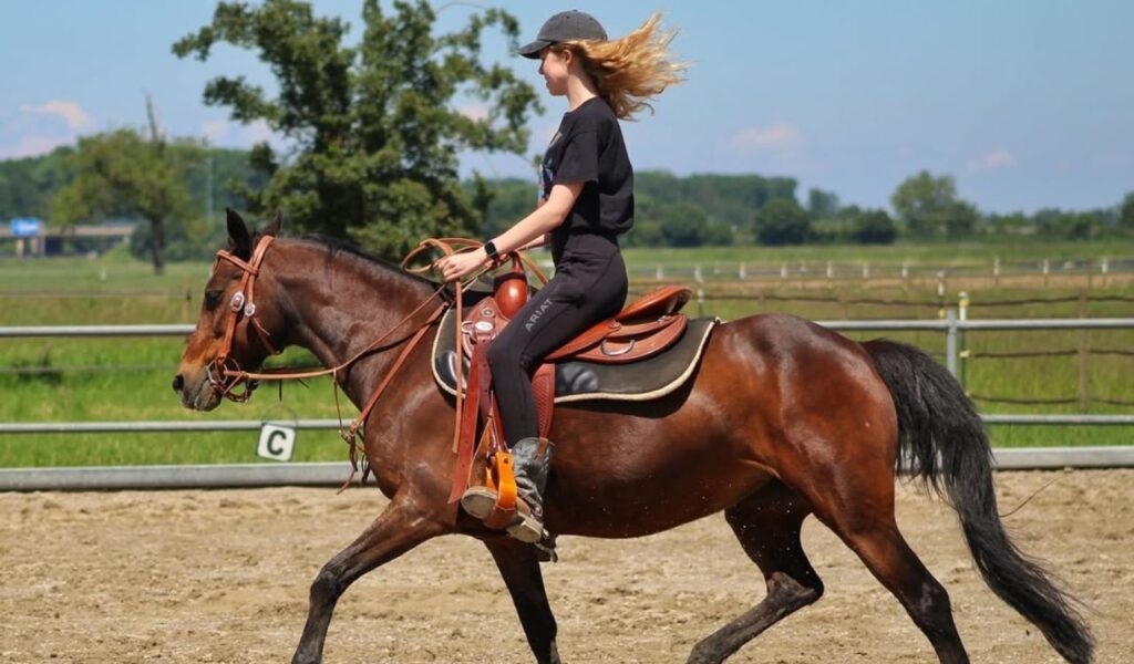 A rider in black on an Arabian horse in an outdoor arena.