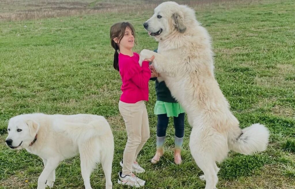 Two Anatolian Shepherds with children, one standing on hind legs.
