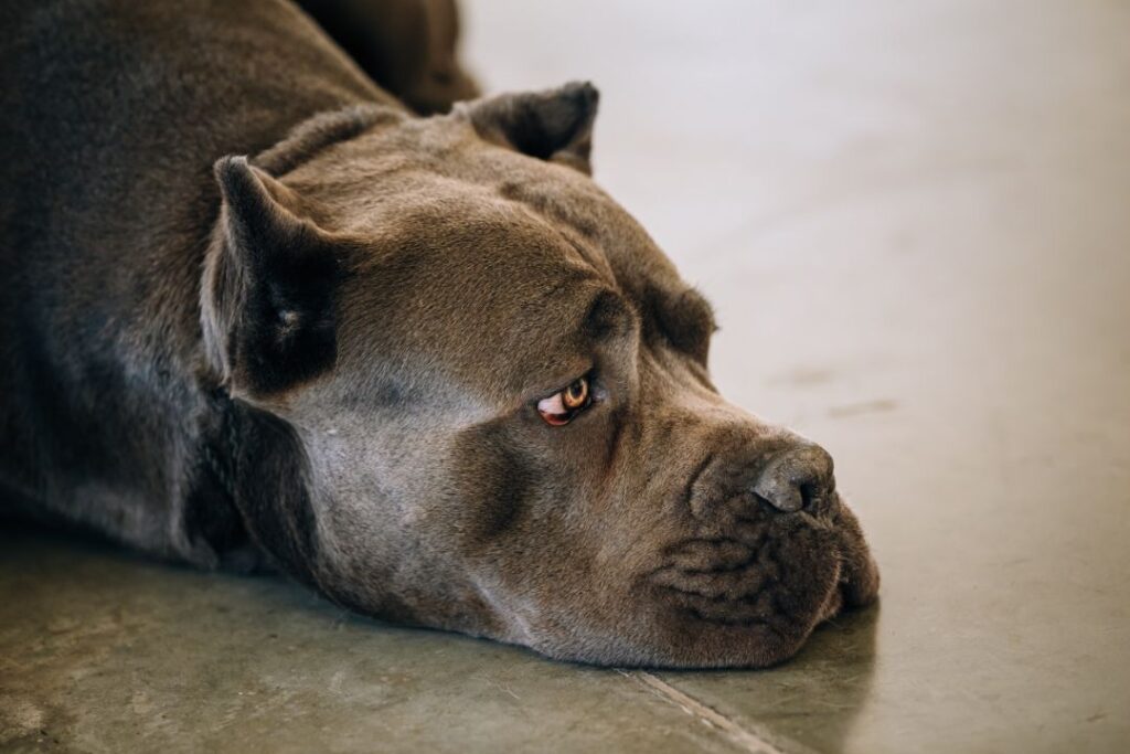 Cane Corso