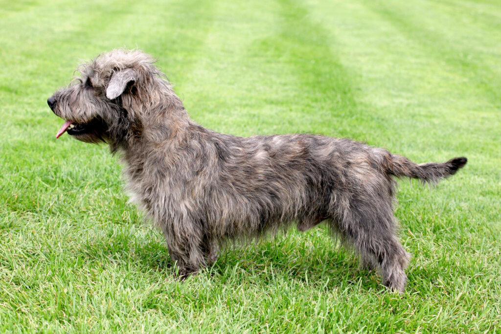 Glen of imaal terrier