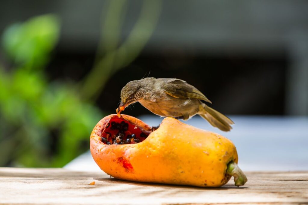 Bird eating fresh fruit