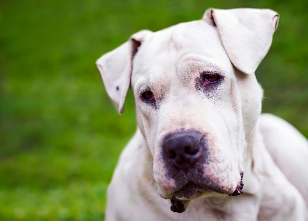 dogo argentino