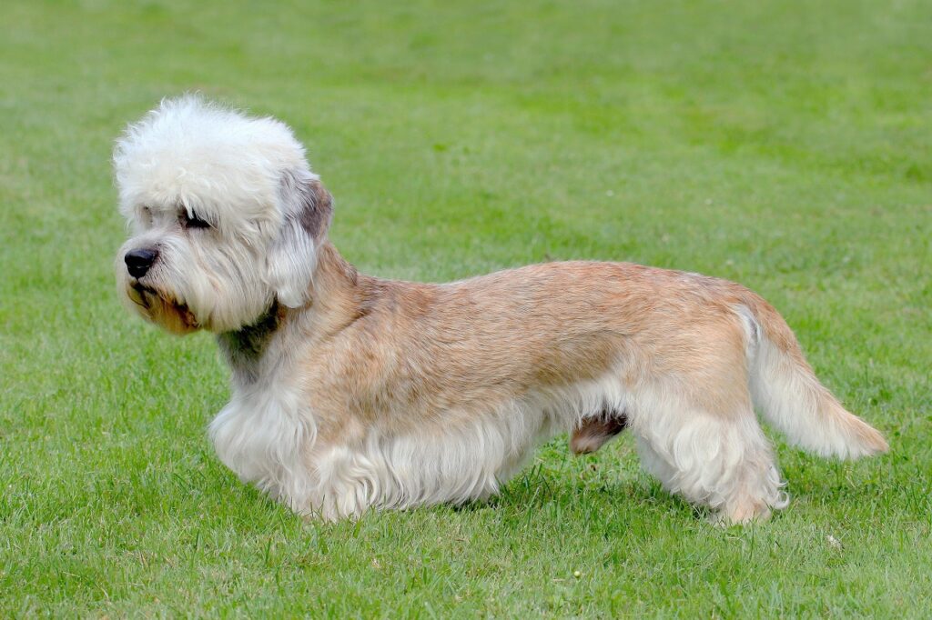 dandie dinmond terrier