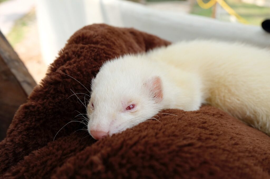 albino ferret