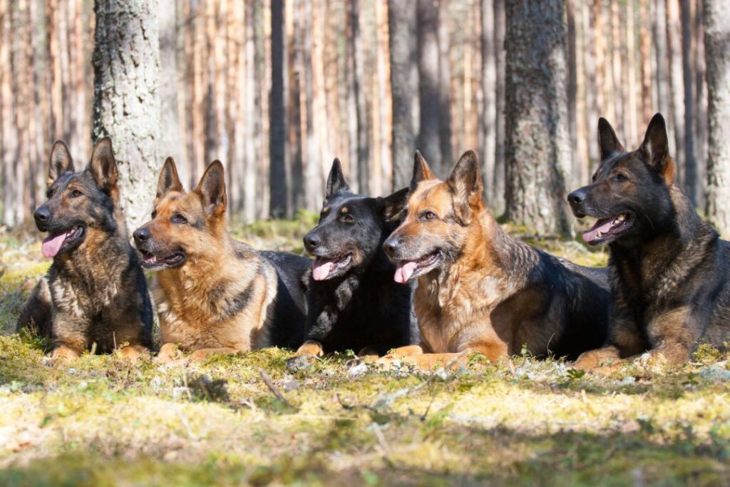 20 Best German Dog Breeds That Every Dog Lover Would Adore