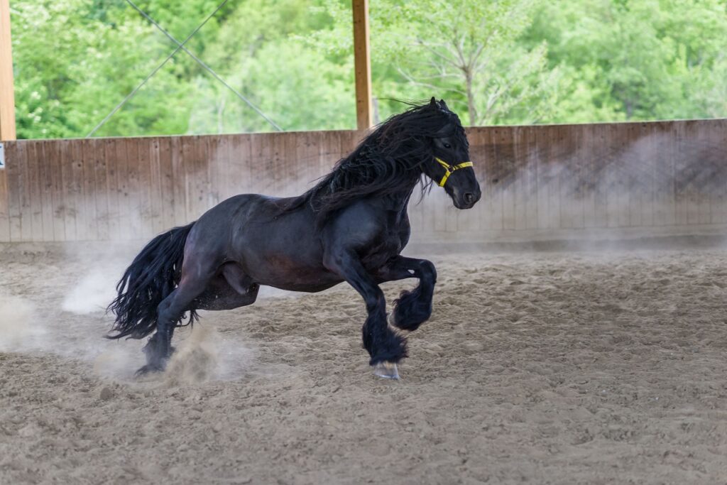 FRISIAN