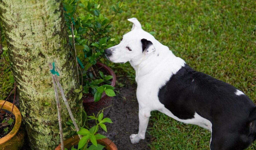 A black and white American Staffordshire Terrier standing near a tree.