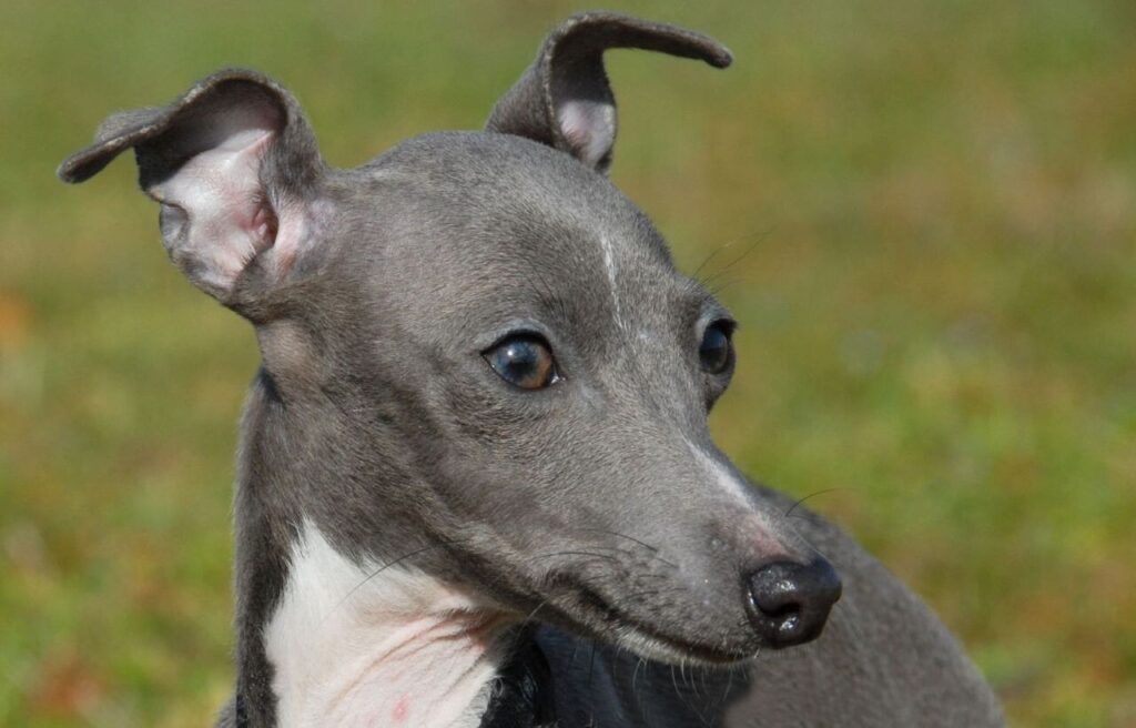 Italian Greyhound with a sleek, gray coat.