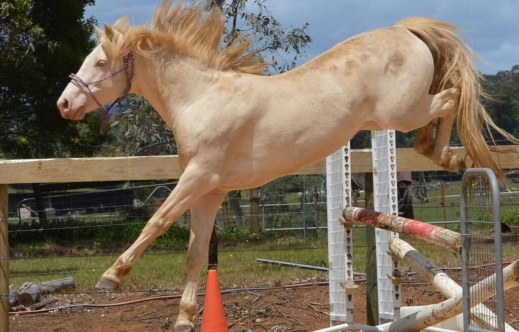 A palomino Connemara Pony mid-jump over a showjumping obstacle.