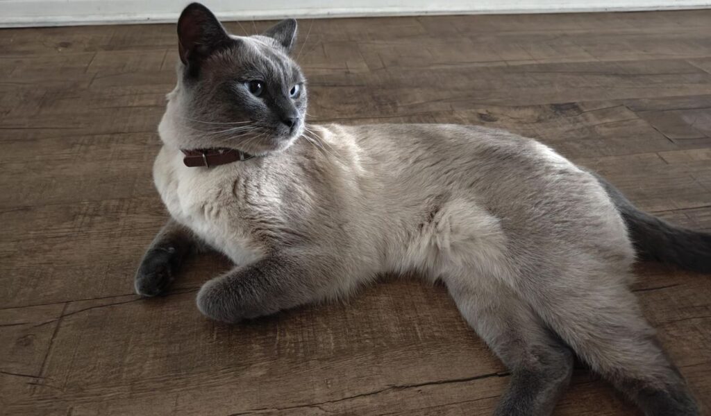 A Burmese cat with sleek, short fur in a brown and cream gradient