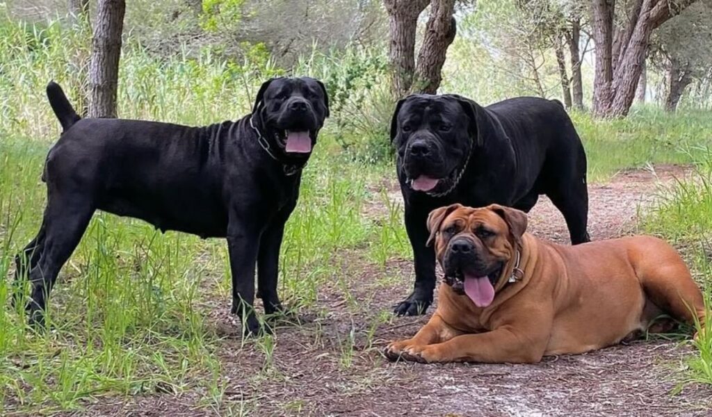 Three Boerboel dogs in a wooded area, two black and one brown.