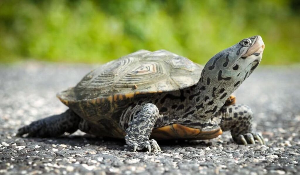 Diamondback terrapin on a paved surface with head raised.