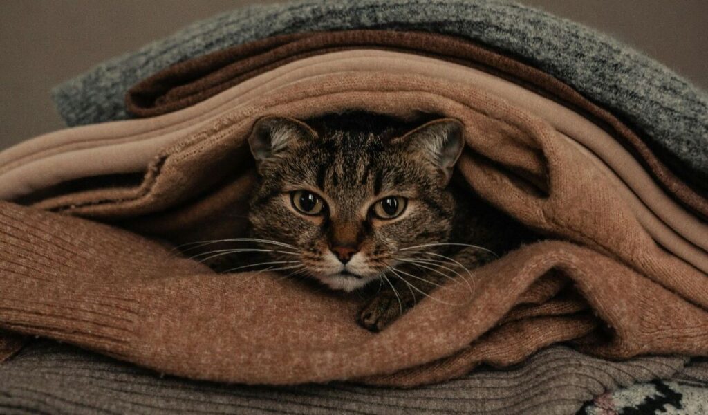 Tabby cat peeking out from a stack of folded sweaters.