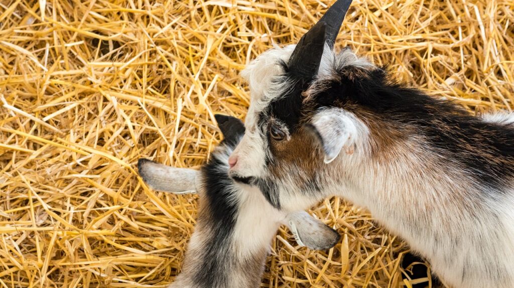 PYGMY GOAT
