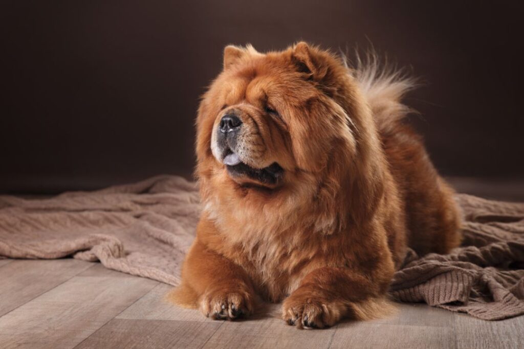 10 Adorable Dog Breeds That Are Surprisingly Difficult to Train