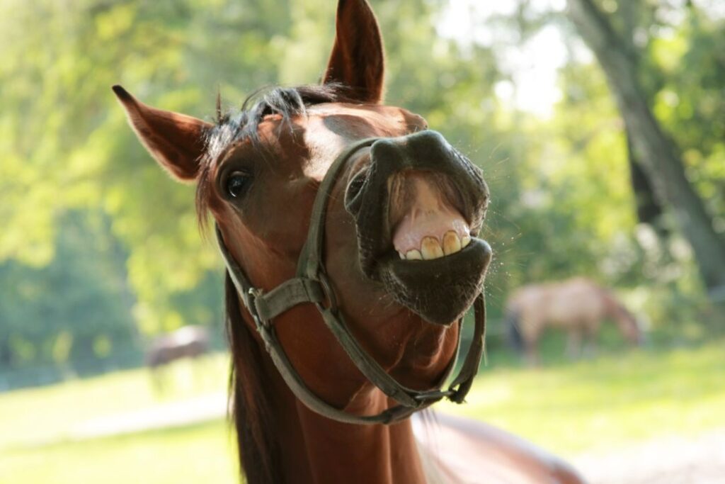 Teach your horse new trick (horse smile)