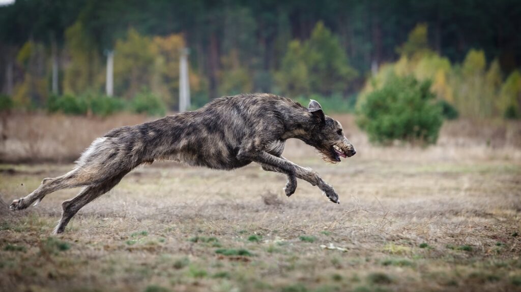 irish wolfhound