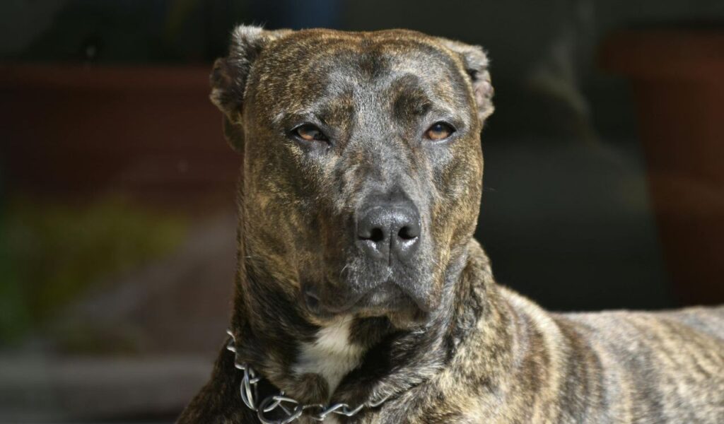 American Staffordshire Terrier looking serious in the sunlight.