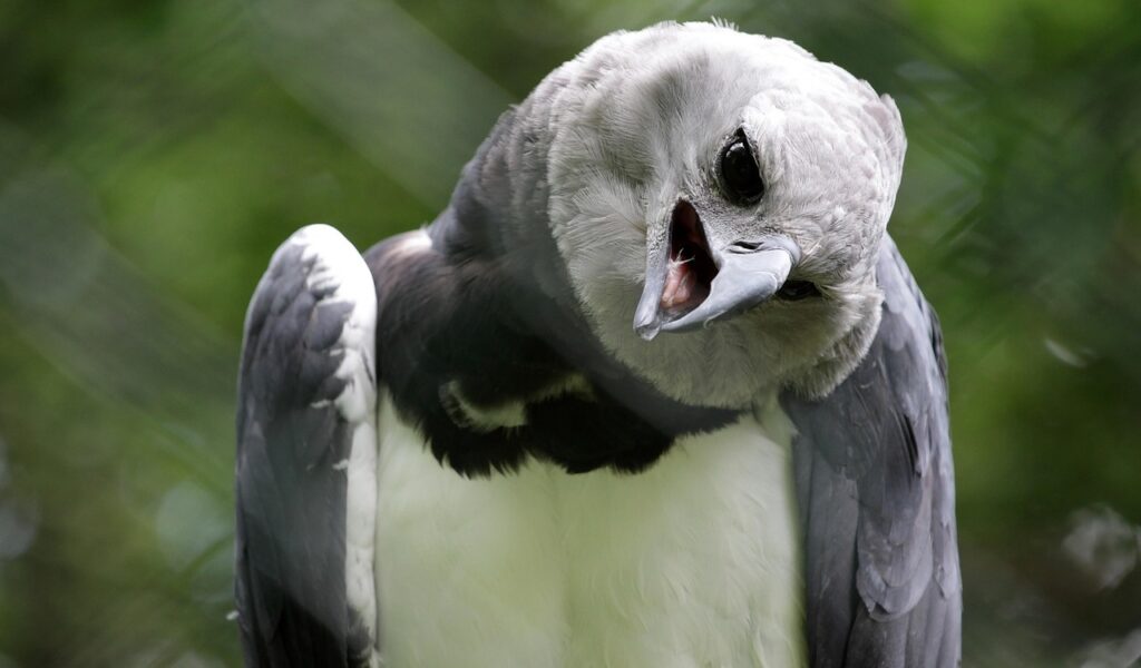 Harpy Eagle tilting its head with an inquisitive look.