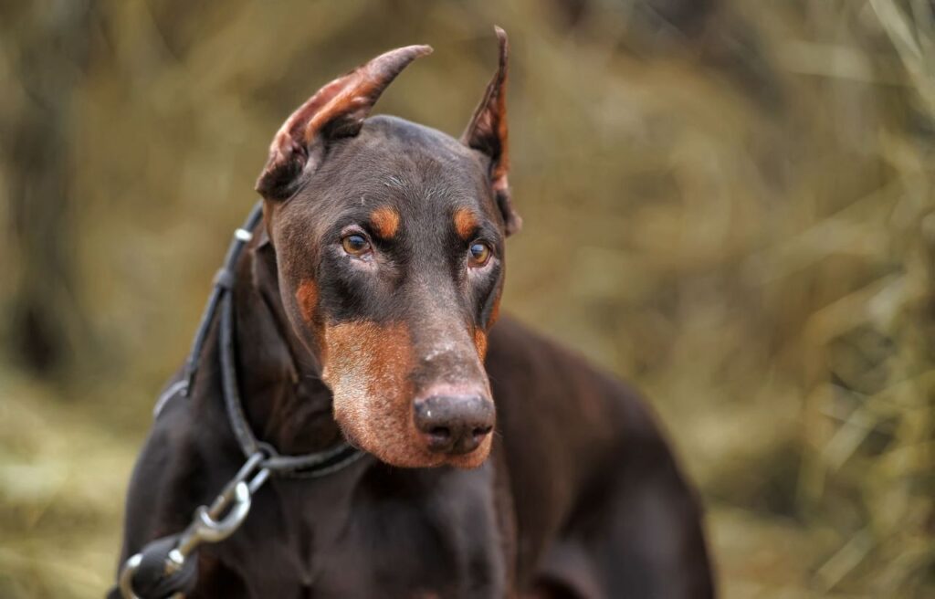 Doberman with cropped ears on a leash