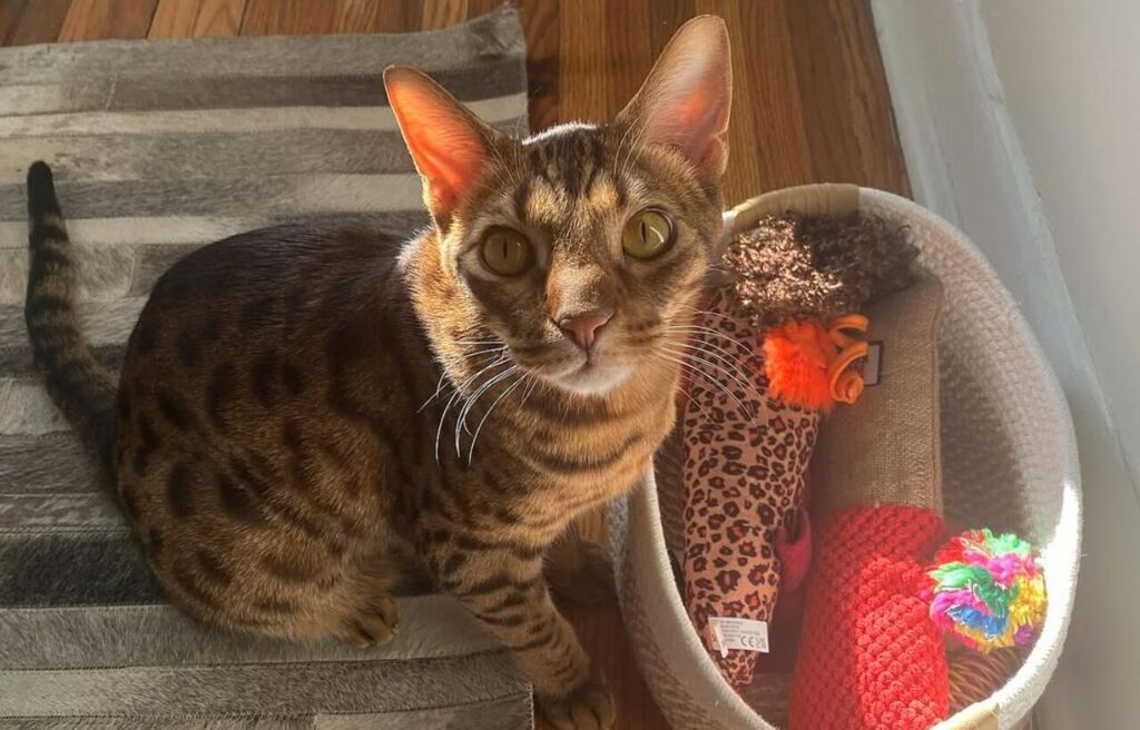 A spotted Ocicat sitting near a basket of toys