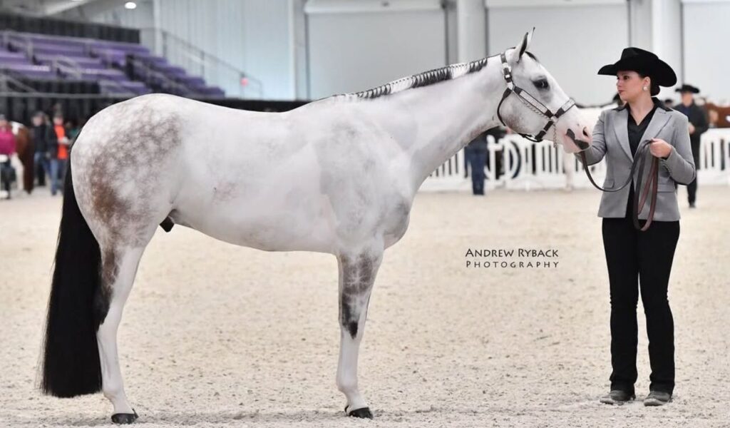 A handler in a cowboy hat presenting a Paint Horse in an indoor arena.