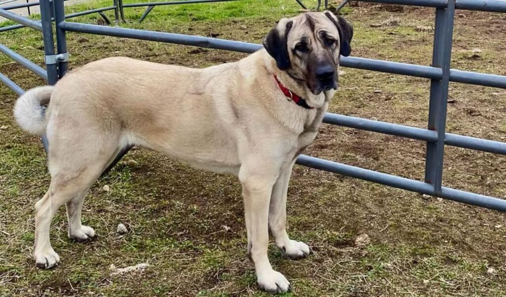 An Anatolian Shepherd standing near a metal fence.