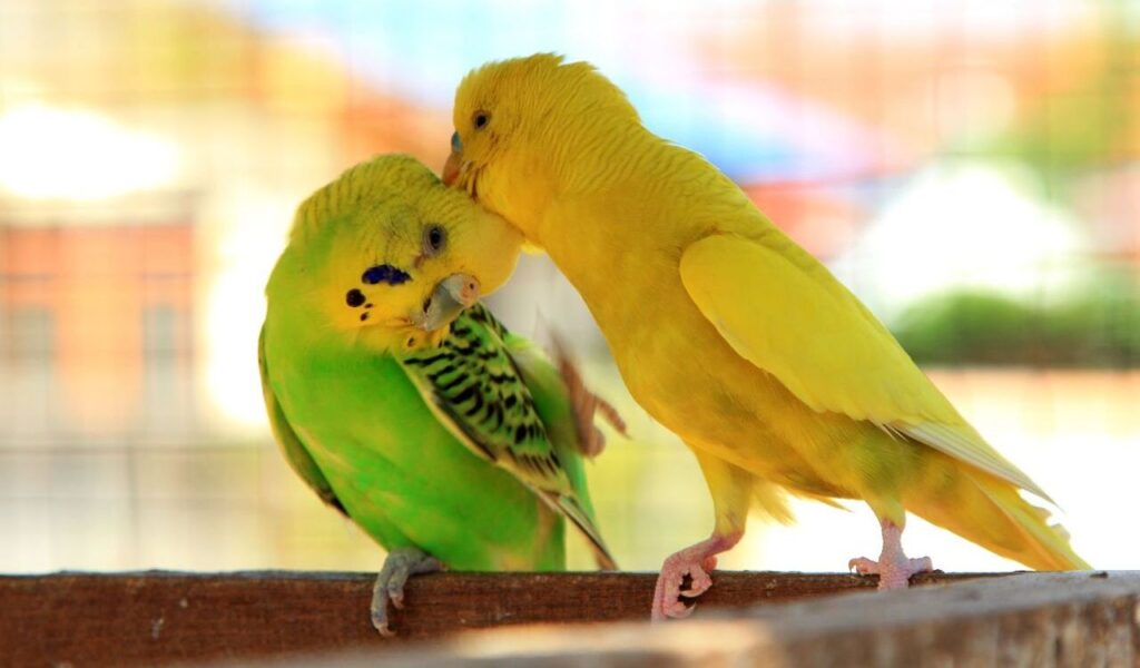 Yellow lovebird preening a green one