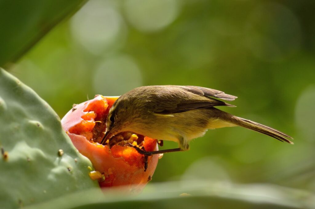 12 Best Treats to Keep Your Bird Happy (And Healthy)