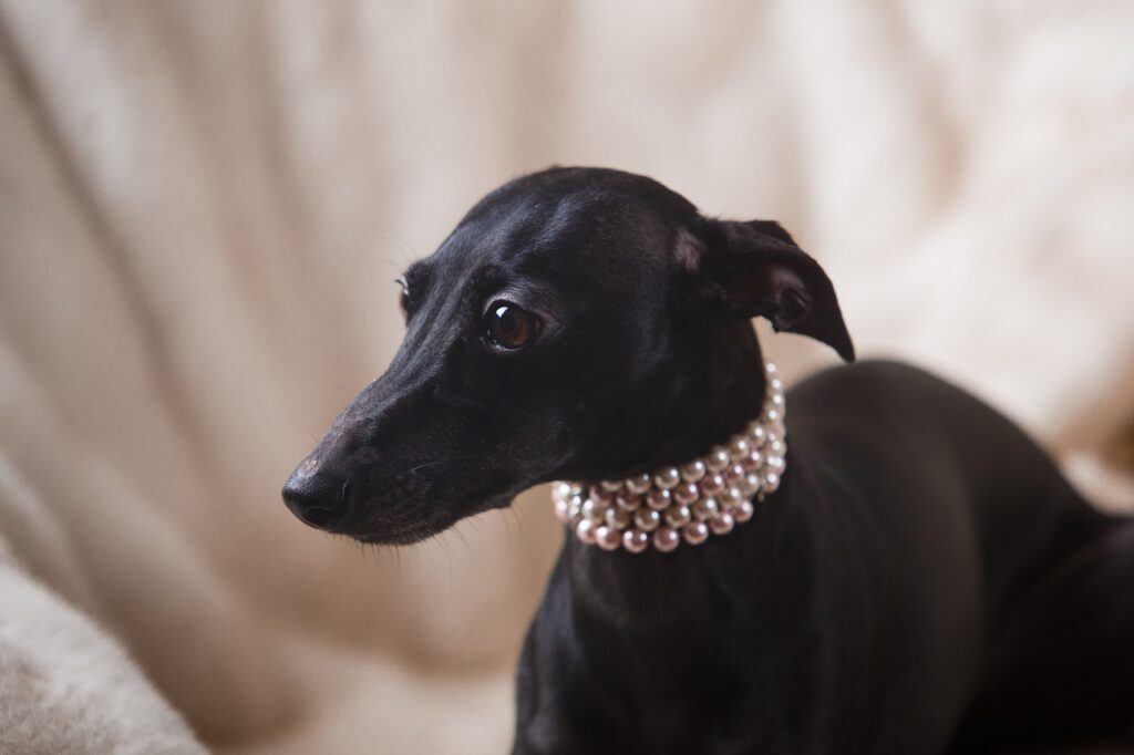 italian greyhound