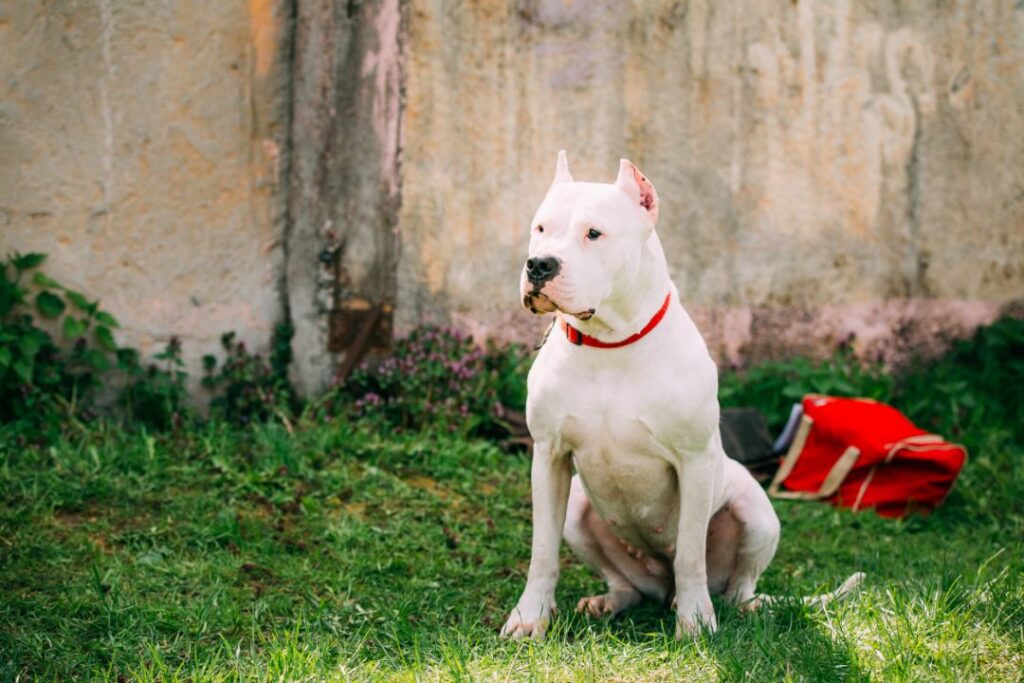 Dogo Argentino