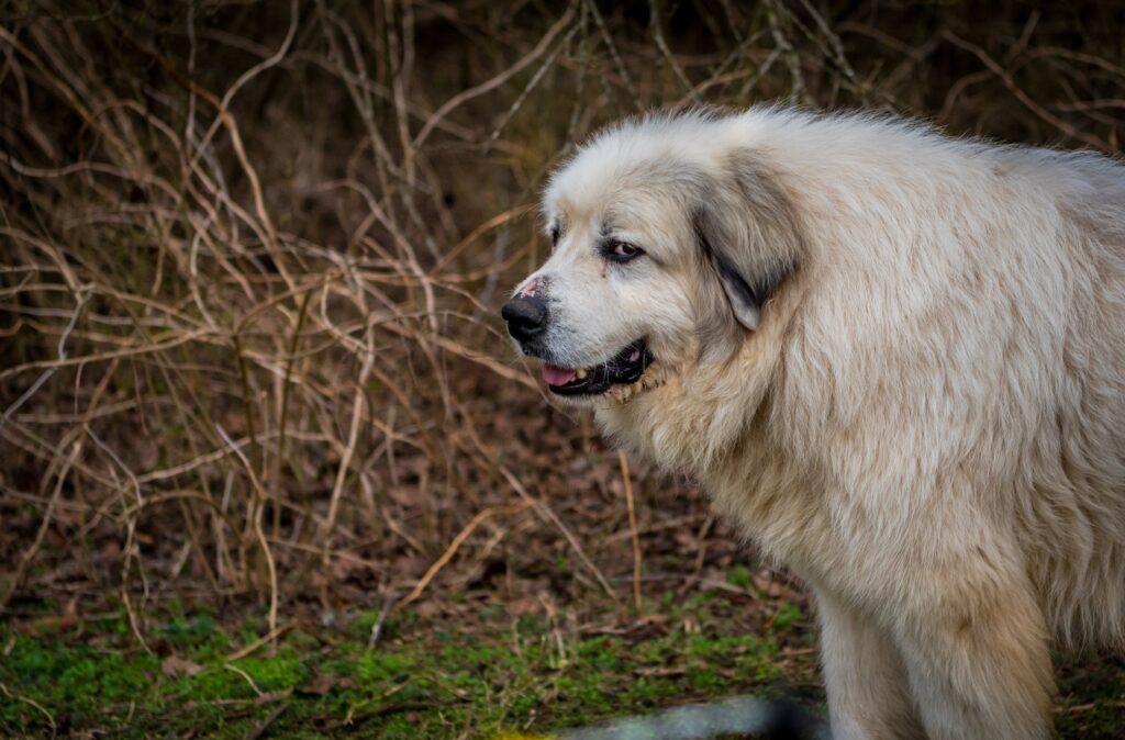 Great Pyrenees