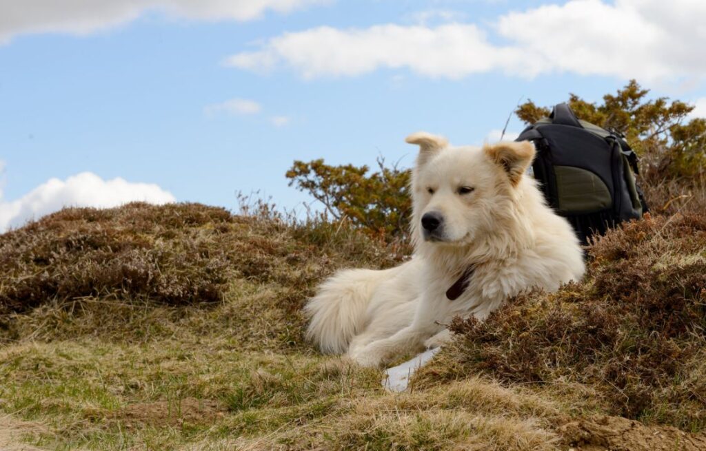 20 Dog Breeds That Are Naturally Protective but Extremely Gentle with Their Family