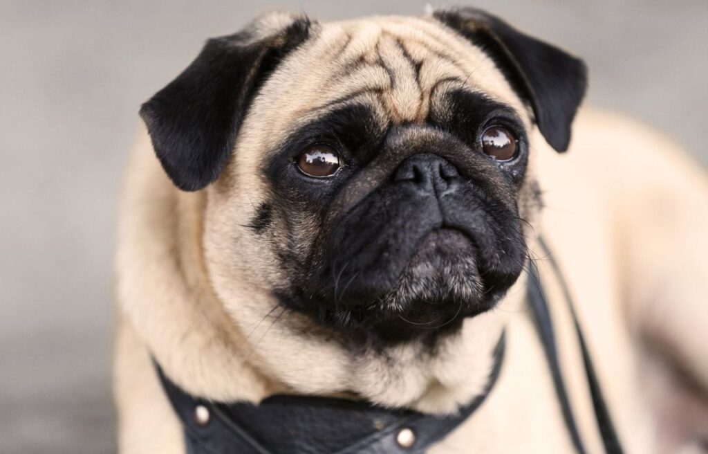  Pug with a black harness.