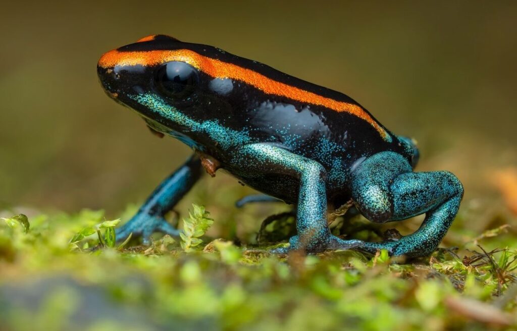 Golfodulcean poison frog with a glossy black body, bright orange stripe along its back
