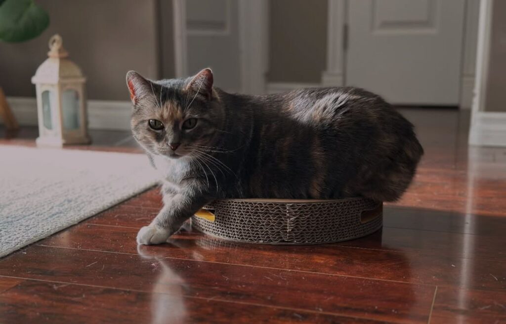 A Manx cat with a short, dense tortoiseshell coat