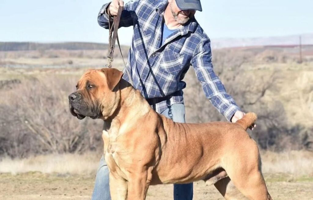 A handler presenting a Boerboel outdoors.