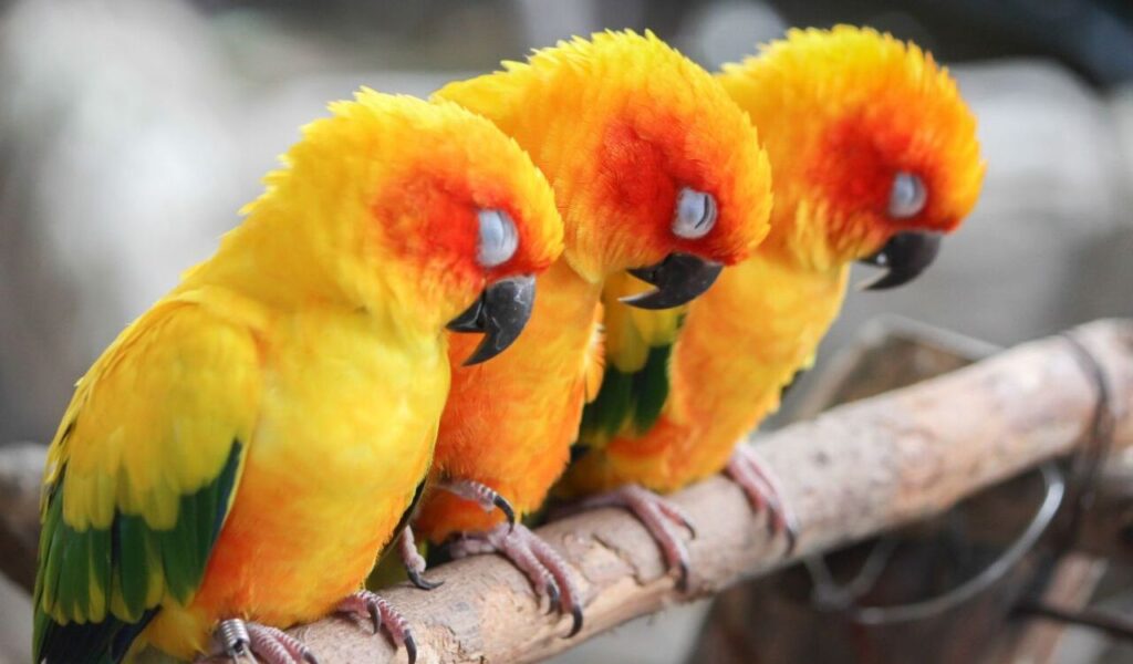 Three sleeping lovebirds on a perch