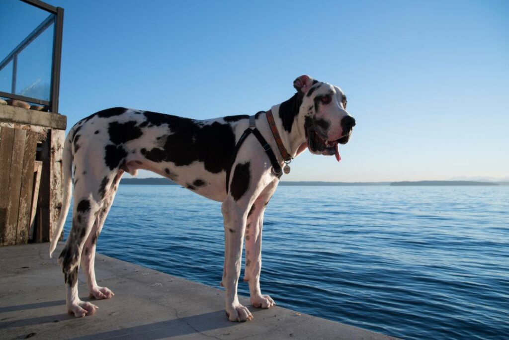 15 Ferocious-Looking Gentle Dog Breeds That Can Deter Intruders By Their Personality (But Not by Their Actions)