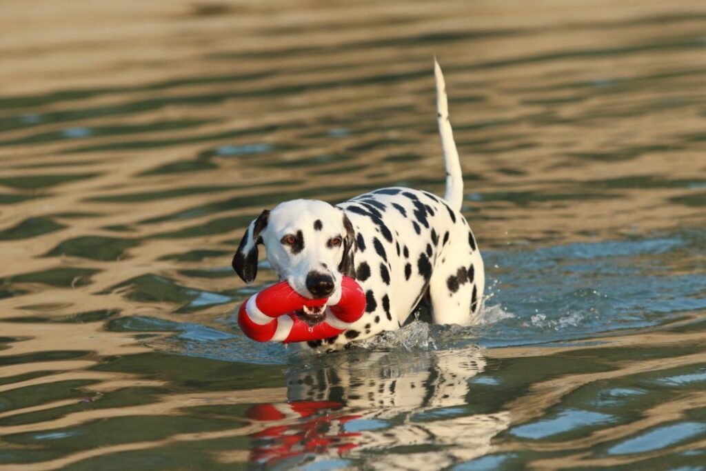 Dalmatian