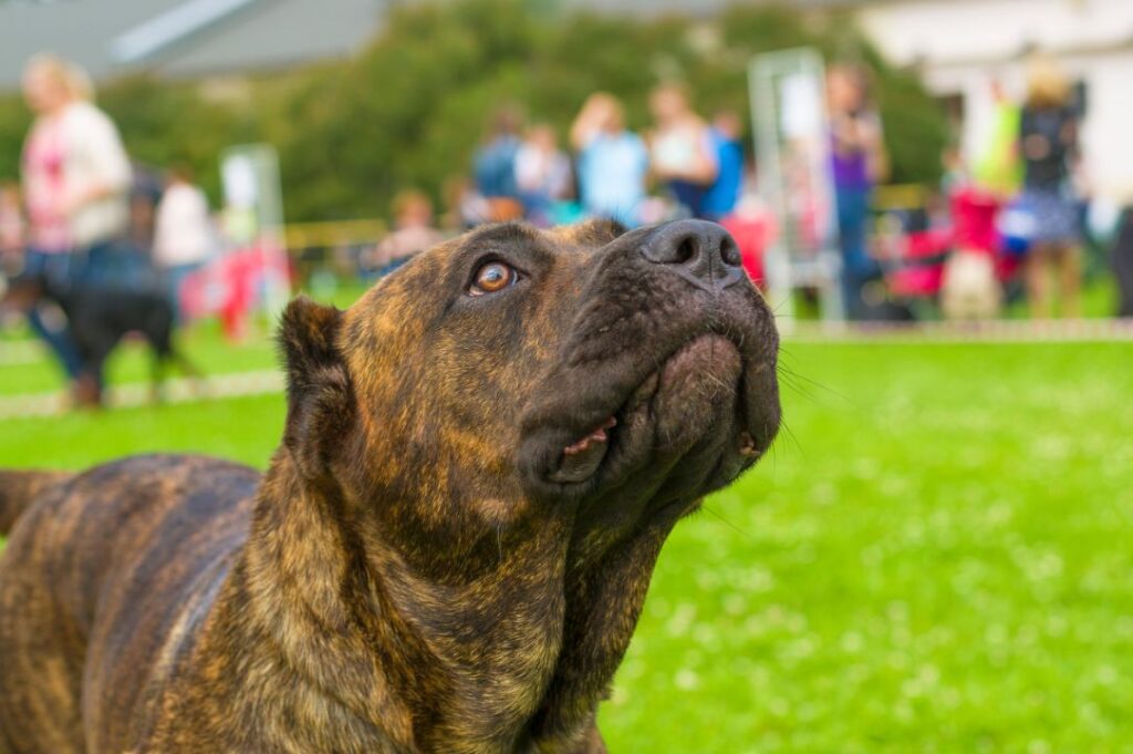 12 Dog Breeds That Most Insurance Companies in the U.S. Often Refuse to Cover