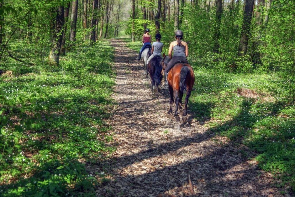 Stay aware of your surrounding while on trail riding