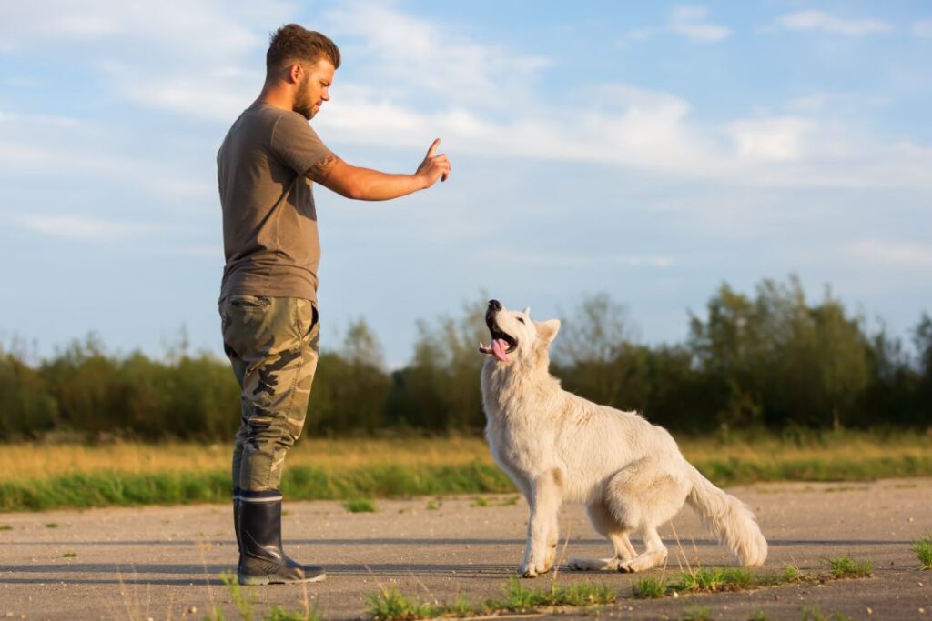 12 Essential Commands That Turn Any Dog Into a Well-Behaved Companion