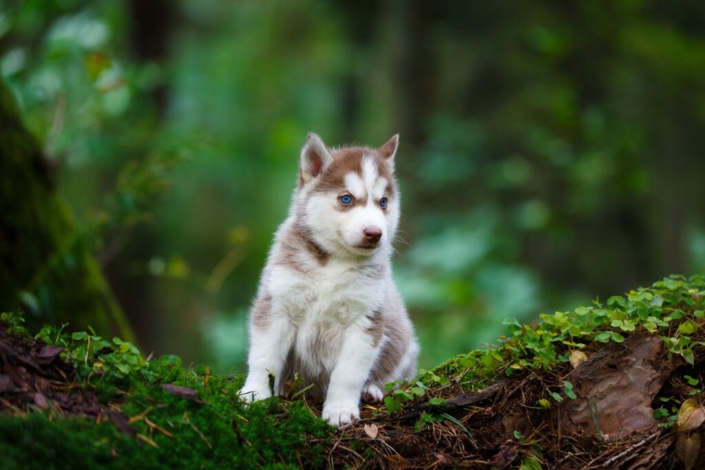 Siberian Husky in wild