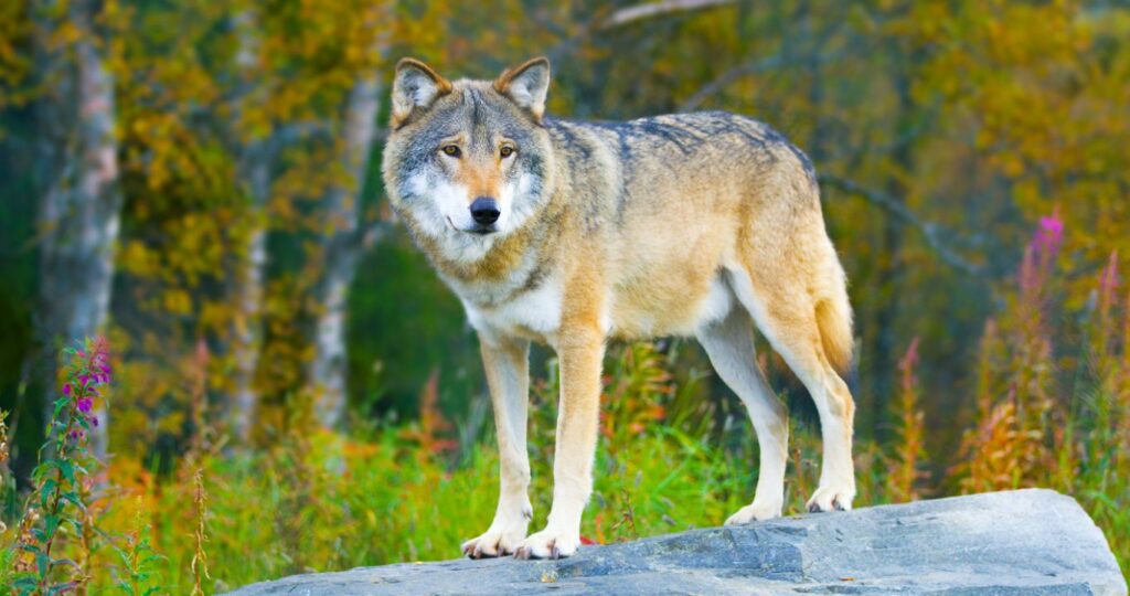 Labrador Wolf