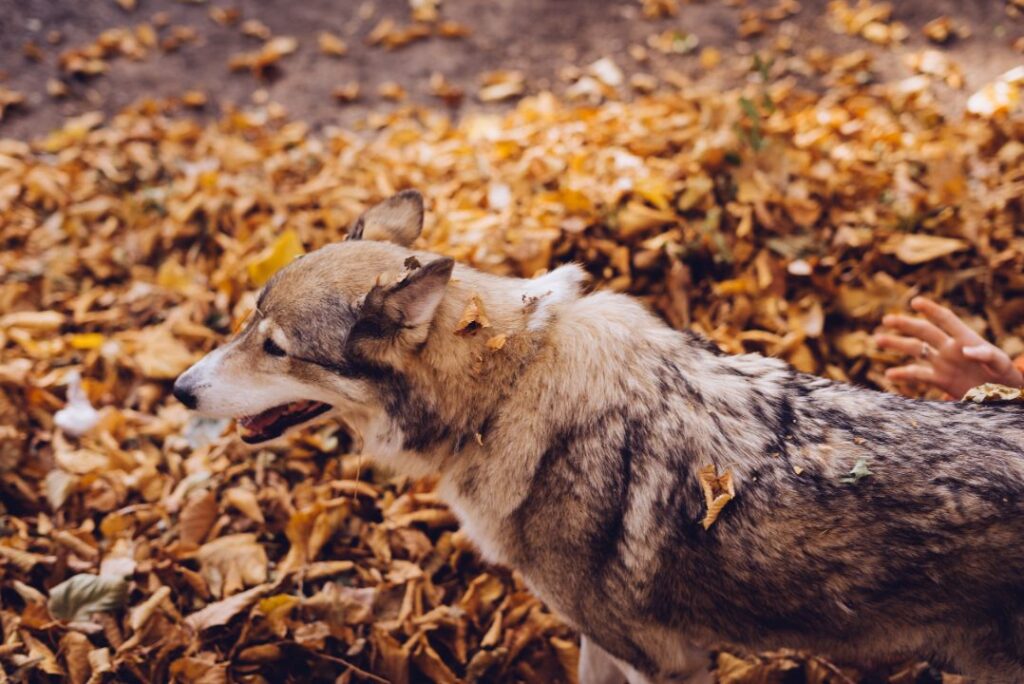 Labrador Wolf