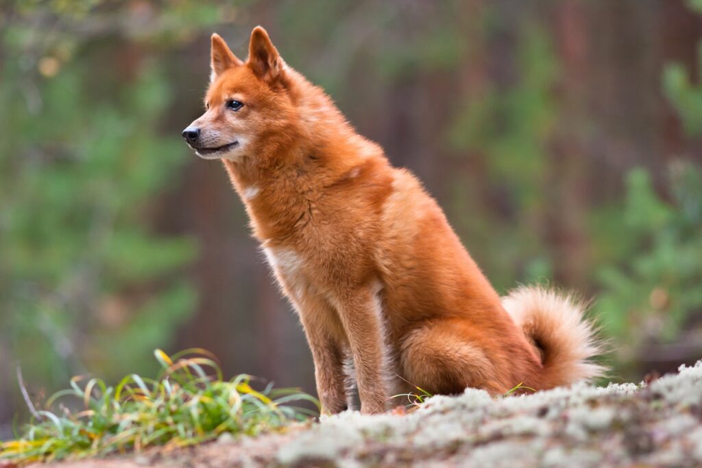 Finnish spitz